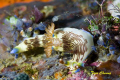 Nudibranch @ Anilao 